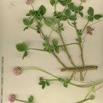 Image result for Trifolium isthmocarpum