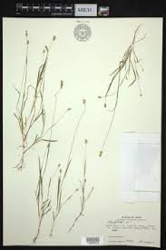 Image result for Sacciolepis indica