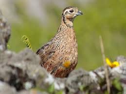 Image result for Convolvulus ocellatus