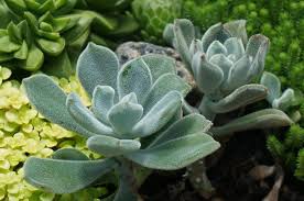 Fuzzy succulent with orange flowers. Best 15 Fuzzy Succulents And Their Care The Succulent Eclectic