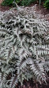 Image result for Athyrium newtonii