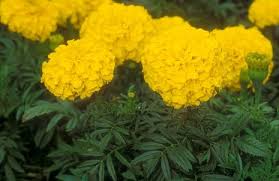 They are among several groups of plants known in english as marigolds. Studentenblume Tagetes Der Bio Gartner