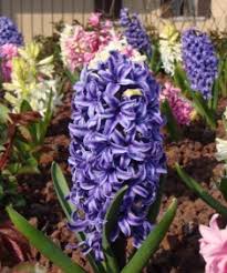 Lo sviluppo della gemma, in condizioni ambientali favorevoli, darà spesso le piante bulbose formano delle strutture. Fiori Di Giacinto Hyacinthus Con Foto E Informazioni Di Coltivazione