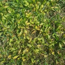 Image result for Ranalisma