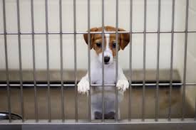 Maybe you would like to learn more about one of these? Face Low Cost Animal Clinicshelter Resources Face Low Cost Animal Clinic