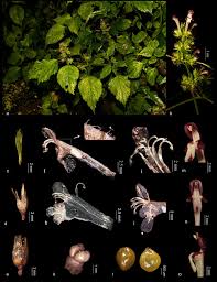 Image result for Achyrospermum laterale