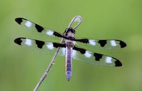 Black And White Insect With Wings Black And White Wings By Pistos Caedes Desktop Wallpaper White Wings Black And White Black