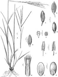 Image result for Digitaria nuda