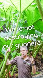 Image result for Gunnera