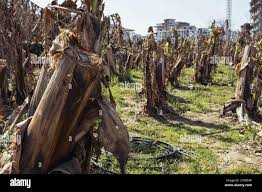 Image result for Corchorus kirkii