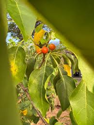 Image result for Cordia afra