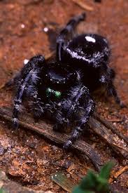It is important to remember that spiders seen in new york are not bound by the territorial lines decided on by humans, therefore their distribution is subject to change. Identify The Most Common Spiders Found In Upstate Ny And Vermont Nature S Way Pest Control