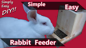 The tray is the pan that goes under the cage to collect the rabbit or animal waste. Diy Rabbit Feeder Youtube