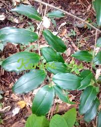 Image result for Dracaena laxissima