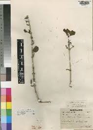 Image result for Canthium glaucum