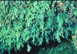 Image result for Polyphlebium