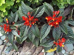 Image result for Clutia pulchella