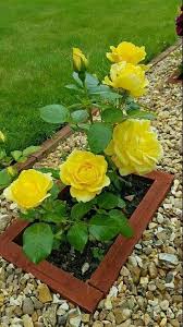 Die Schonsten Blumen In Ihrem Garten Ihre Lieblingsleute Bei Ihnen ÿ Bei Blumen Die Garten Ihnen Ihre Ihrem Gelbe Rosen Schone Blumen Pflanzen