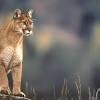 .schneemannbild schneemannbilder tiere tiere wallpaper wallpaper wallpaper katzen glocken heiligabend heiligabend grußbilder hintergründe hintergrundbild hintergrundbilder weihnachtswallpaper winter winterbilder winterlandschaft winterlandschaft bilder. Https Encrypted Tbn0 Gstatic Com Images Q Tbn And9gcryck2mtltnfci0vitped3cnzov0qb 0jfplgwsum00ld Utca5 Usqp Cau