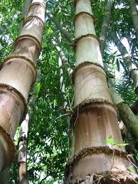 Image result for Dendrocalamus