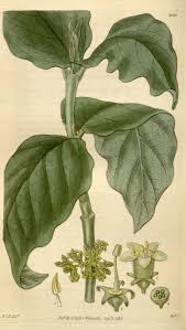 Image result for Vangueria randii