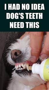 How To Clean Your Dog S Teeth At Home Dog Teeth Dog Teeth Cleaning Dog Care