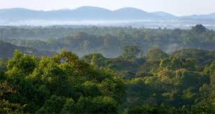 Resultado de imagen de LA SELVA AFRICANA