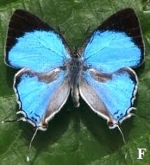 Image result for Agelanthus tanganyikae