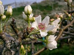 Image result for Pyrus pyrifolia
