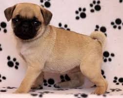 We are located in the beautiful wine country of nw oregon. Cute Pug Puppy For Sale Pugs For Sale Baton Rouge Animal Pet