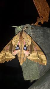We did not find results for: File Blind Eyed Sphinx Moth Jpg Wikimedia Commons