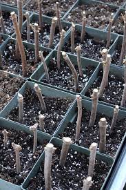 To plant, make a hole in the potting medium with your finger first. Propagating Elderberries From Cuttings