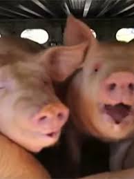 Pig trial: Are pigs smarter than dogs? It doesn't matter, farm groups say