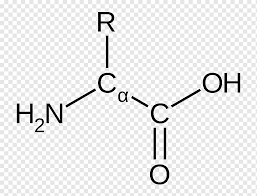 The key elements of an amino acid are carbon (c), hydrogen (h), oxygen (o), and nitrogen (n), although other elements are found in the side chains of certain amino acids. Chemistry Chemical Structure Chemical Substance Chemical Formula Amino Acid Amino Acid Dating Angle Text Chemistry Png Pngwing