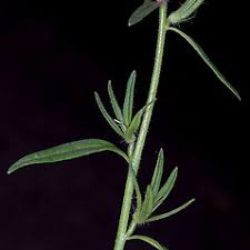 Image result for Misopates