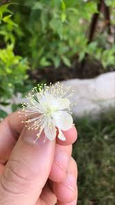 ورد ابيض hair braid videos flowers rose