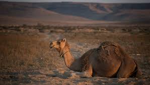 The coat actually gets lighter it is a common misconception that camels store water in their humps. Israeli Attractions The Camel