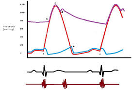 The Cardiac Cycle