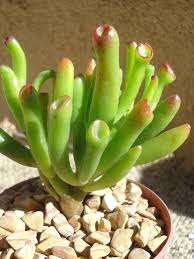 Sukkulenten Zu Hause Zu Haben Ist Doch Eine Schone Deko Idee Succulents Succulent Soil Planting Succulents