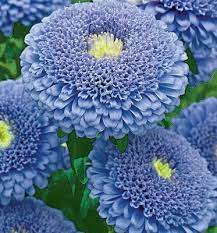 Russian Aster Seeds Un Unusual Flowers Beautiful Flowers Big Flowers