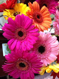 Gerbera van megen ist ihr zuverlässiger partner für den verkauf von hochwertigen gerberas. Gerberas Beautiful Flowers Beautiful Roses Butterfly Flowers