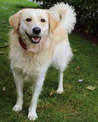 Hund (�ber 50 cm) rasse: Aus Behordlicher Sicherstellung Rundum Zauberhafte Golden Retriever Mischling Hundin Sucht Neues Zuhause