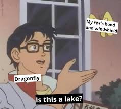 Wasps countermeme for educational sharing