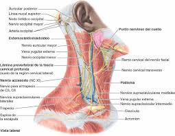 A diferencia de otras partes cruciales del cuerpo, el cuello está expuesto y en. Cuello Enfermeria