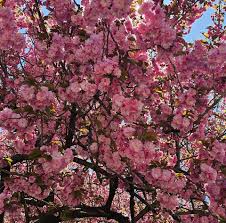 Profile for Doris Yearwood