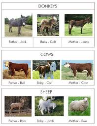 Farm Animal Families Farm Animals Preschool Farm Unit Preschool Farm Animals