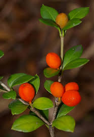 Image result for Alyxia ruscifolia