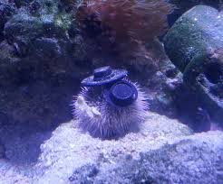 Turns Out Sea Urchins Like To Use Shells As Hats So People 3d Print Them Some Cool Ones Bored Panda