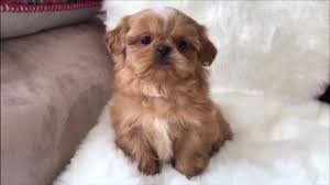 They are believed to have stemmed from the mating of the pekingese. Karashishi Shihtzus Home Facebook