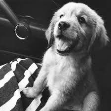 Image Result For Black And White Dog Filter Golden Retriever Animals Cute Animals
